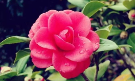 娱乐吃瓜酱山茶花,山茶花背后的娱乐风云录